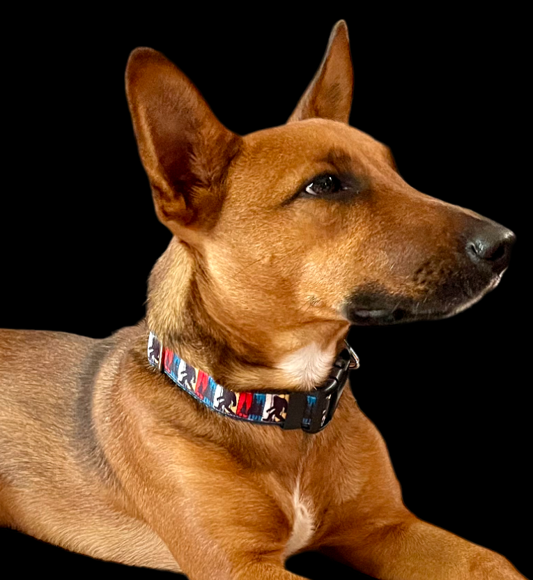 Bigfoot Sasquatch Green Nylon Dog Collar MD, LG, XL, Leash